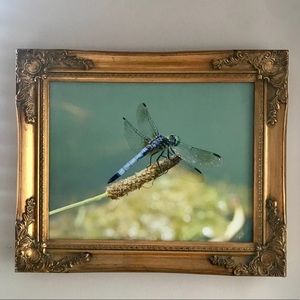 Soft Focus Dragonfly Photo on Canvas
